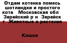 Отдам котенка помесь шотландки и простого кота - Московская обл., Зарайский р-н, Зарайск г. Животные и растения » Кошки   